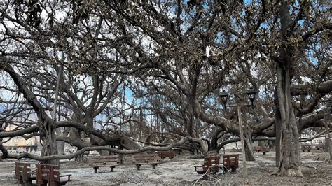 Lahaina’s Historic Banyan Tree Is Scarred, but Standing - The New York ...