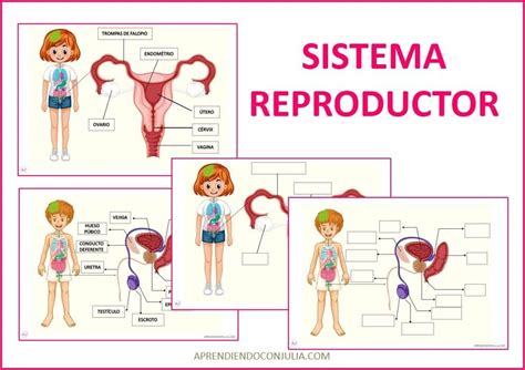 Sistema Reproductor Femenino