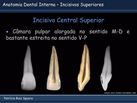 Anatomia Interna Dental Pdf