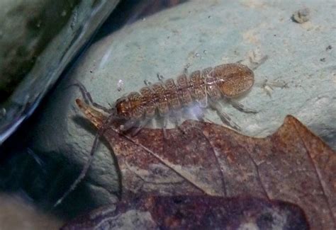 Giant Isopod Edible