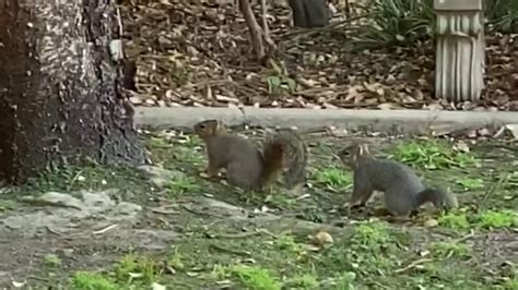 Squirrels Dancing Or Mating Dance Youtube