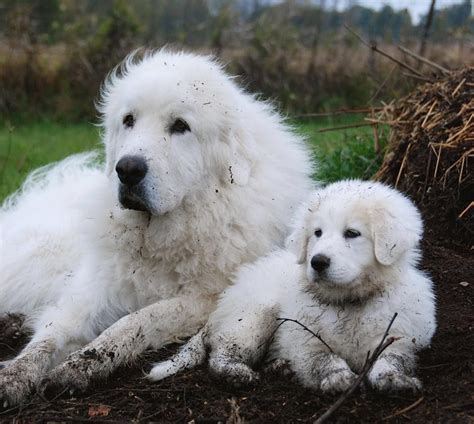 Never Totally White Great Pyrenees Great Pyrenees Dog