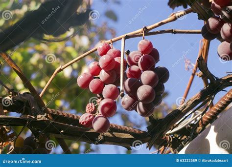 Grupo De Uvas Maduras Em Um Dia Ensolarado Videira Imagem De Stock