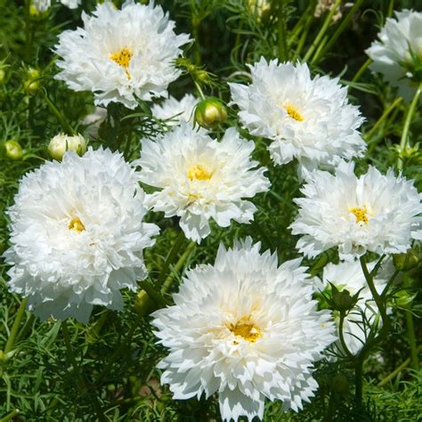 Cosmos Double Click Snow Puff Ernest TURC