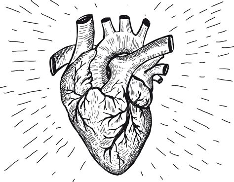 Premium Vector Heart Anatomy Hand Drawn Illustrations