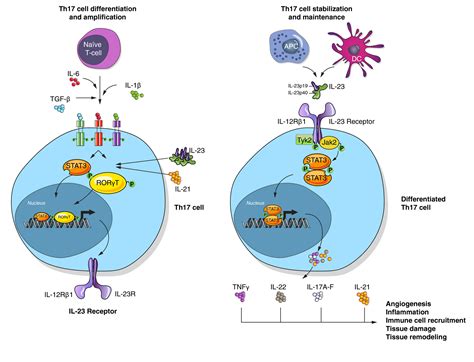 Il 17 Signaling Pathway