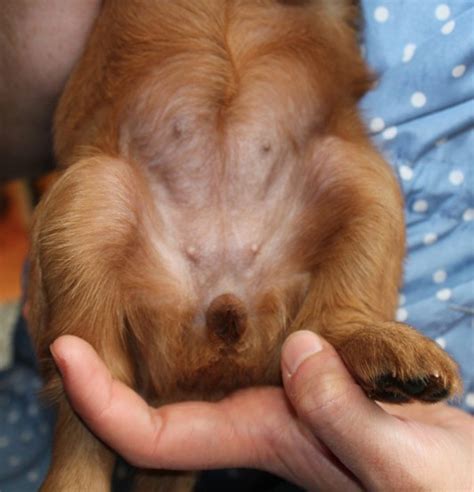 Feminino De Cachorro Afinal Cachorra Ou Cadela Petz