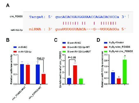 MiR 122 5p Binds To Circ FOXO3 A Prediction Of The Bioinformatics