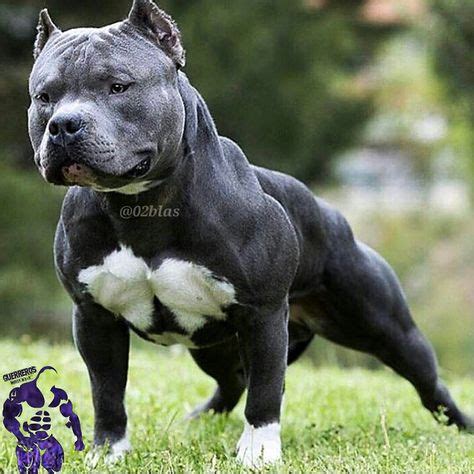 20 Best Grey pitbull puppies ideas | pitbull puppies, puppies, grey ...