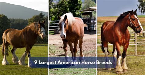 9 Largest American Horse Breeds