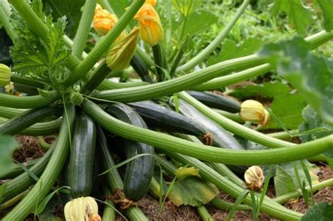 Zucchini Varieties to Grow for the Home Gardener - Clean Air Gardening