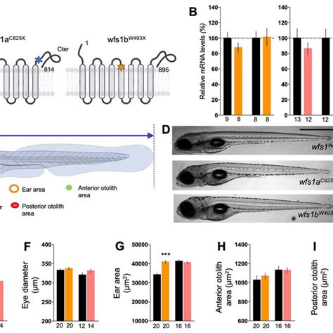 Characterization Of Wfs1 Mutant Zebrafish Lines A Schematic