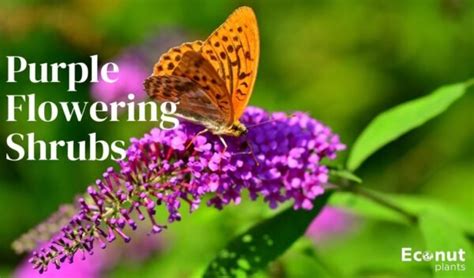 Discover 24 Stunning Purple Flowering Shrubs with Names and Images