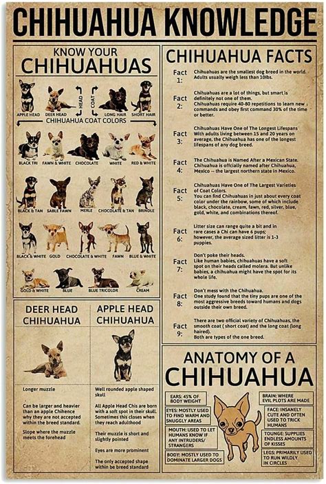 Amazon Jiufotk Chihuahua Knowledge Metal Tin Sign Chihuahua