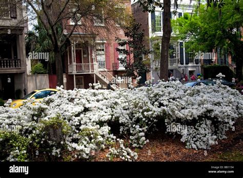 Beautiful parks with flowers and azaleas in Historic Savannah;Georgia in America's deep South ...