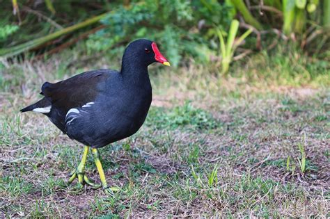 Moorhen Common Waterhen - Free photo on Pixabay - Pixabay