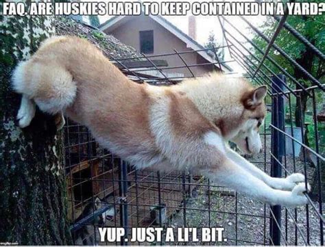 30 Best Husky Jokes The Internet S Best Puns Memes