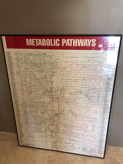 Metabolic Pathways Chart 4335665129