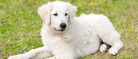 Descubre Todo Sobre El Kuvasz Una Antigua Raza De Perro Bekia Mascotas