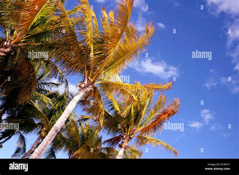 Palms in Miami Beach Stock Photo - Alamy