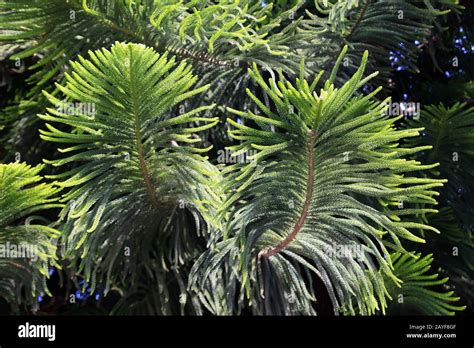 Norfolk Island Pine Or Norfolk Pine Araucaria Heterophylla Syn