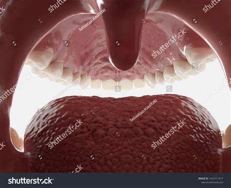 2,342 Inside Throat Images, Stock Photos & Vectors | Shutterstock