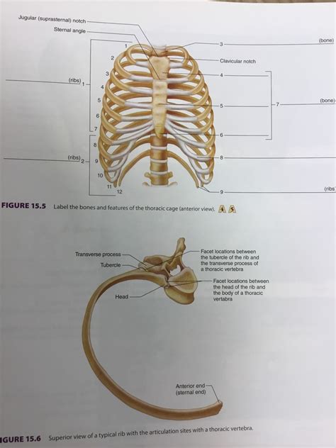 Lab 15 Figure 15 5 Thoracic Cage Diagram Quizlet