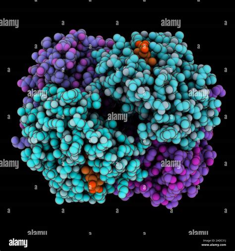 Human deoxyhaemoglobin S molecule. Computer model showing the structure ...