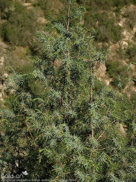 Juniperus Oxycedrus Flora On