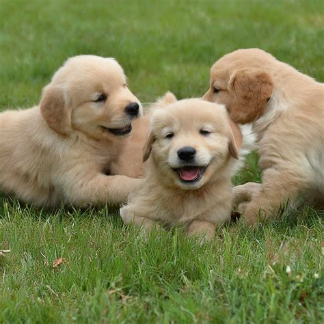 Golden retriever puppies for sale – Artofit