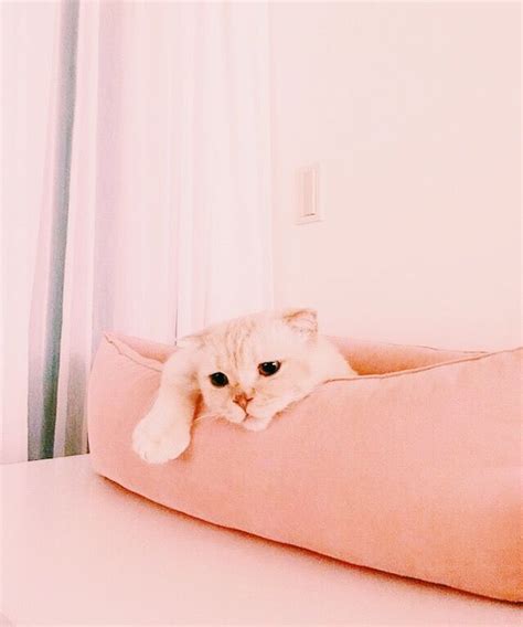 Aesthetic Pink Cat - 640x768 Wallpaper - teahub.io