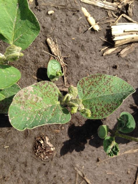 Plant Disease Diagnostic Clinic Update 5815 Integrated Pest And