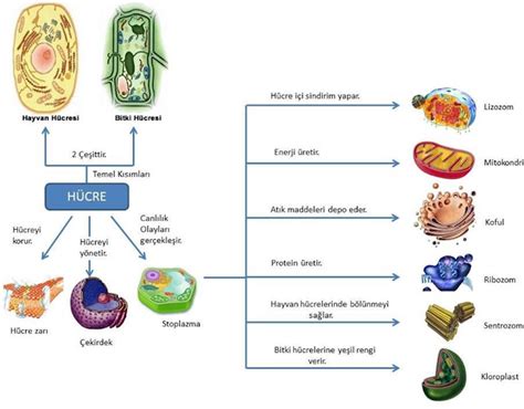 B Yoloj Dura I H Cre S Toplazma Ve Organeller