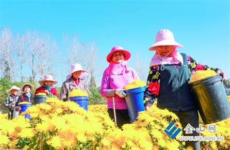 大地流金菊飘香 金丝皇菊采收忙中国镇江金山网 国家一类新闻网站