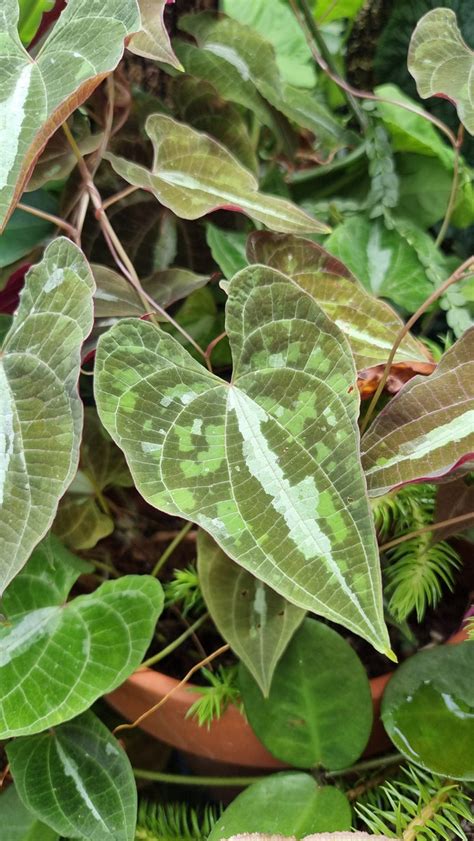 Dioscorea discolor - Ornamental Yam