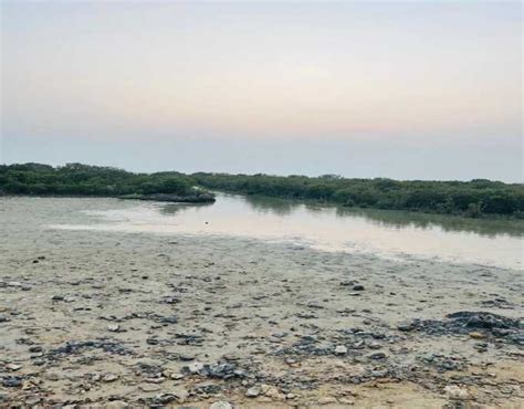 Mangrove 1 Hour Private Kayaking In Al Thakira Reserve Getyourguide