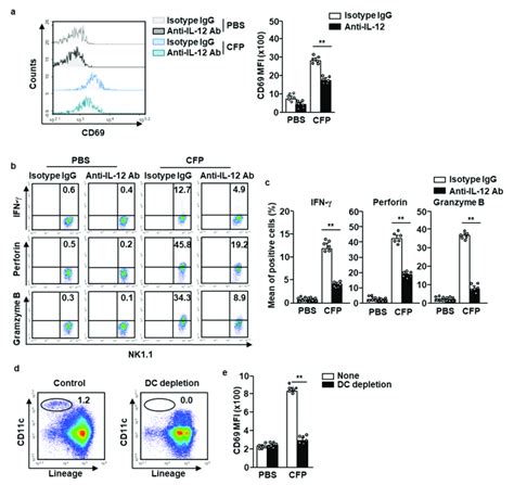 Cfp Induced Nk Cell Activation Is Partially Dependent On Il 12 C57bl 6 Download Scientific