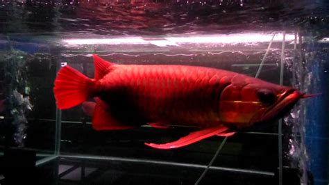 Super Red Arowana Video 4 Youtube