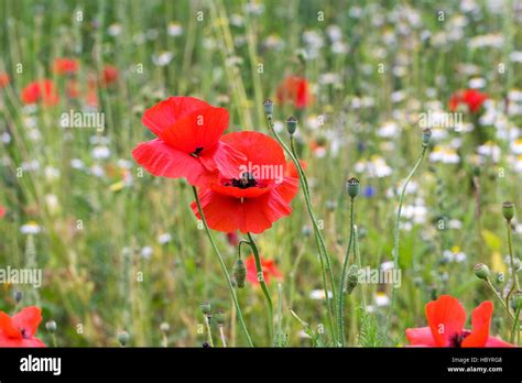 Poppies Growing In With Weeds Hi Res Stock Photography And Images Alamy