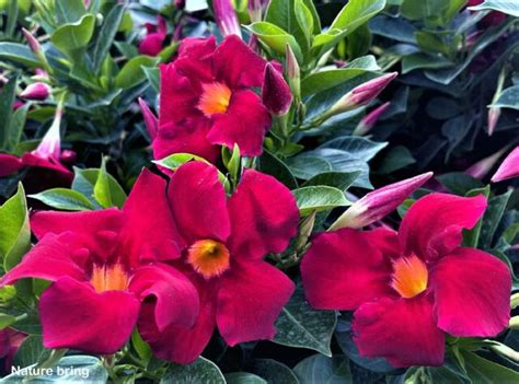 How To Grow Mandevilla In A Container Growing Mandevilla Plant