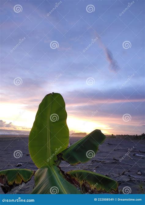 SUNSET BANANA in BEACH stock image. Image of green, banana - 222008549