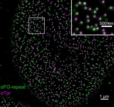 Stimulated Emission Depletion Microscopy Ulm University