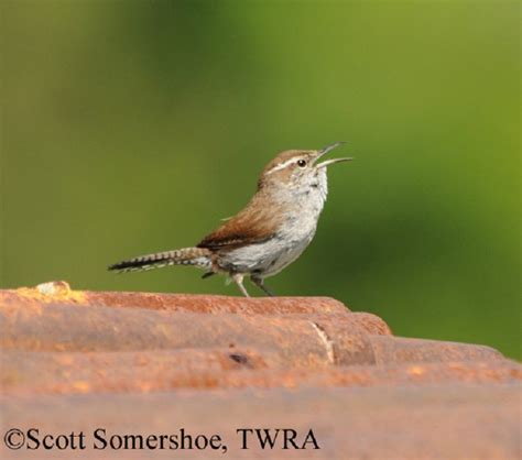 Tennessee Watchable Wildlife | Bewick's Wren - Habitat: TENNESSEE