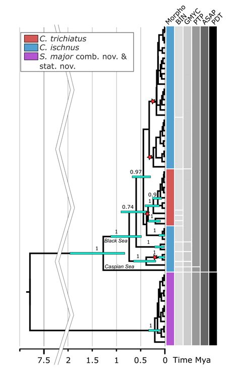 Mitochondrial COI And 16S Time Calibrated Tree And Species