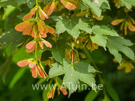 Gewone Esdoorn Acer Pseudoplatanus Met GroeiGarantie ATuin