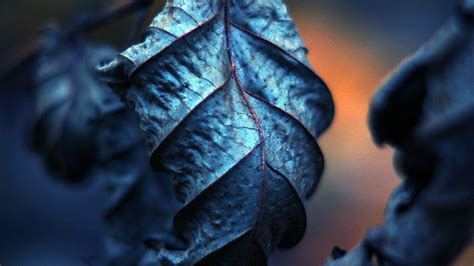 Blue Leaf Wallpapers - Top Free Blue Leaf Backgrounds - WallpaperAccess