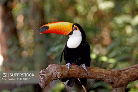 Toco Toucan Ramphastos Toko Pantanal Brazil Adult On Tree SuperStock