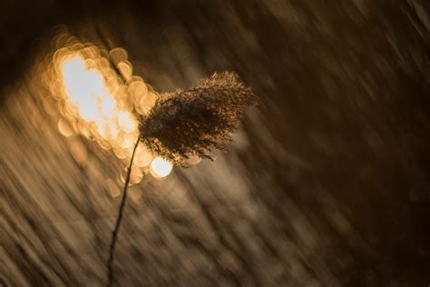 Free Images Tree Nature Branch Light Bokeh Plant Sunset Night