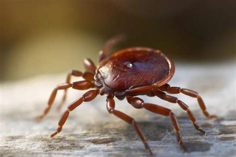 Mites infestations: everything you need to know for treatment