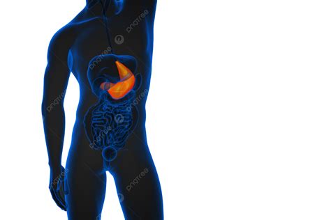 3d Render Medical Of The Stomach Anatomy Healthy Human, Abdomen ...